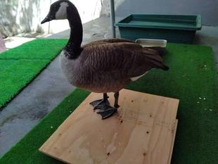 カナダガンとお戯れ