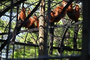 桜、どんどん若葉が増えてきました!そして桜以外の花たちも続々と開花🌼