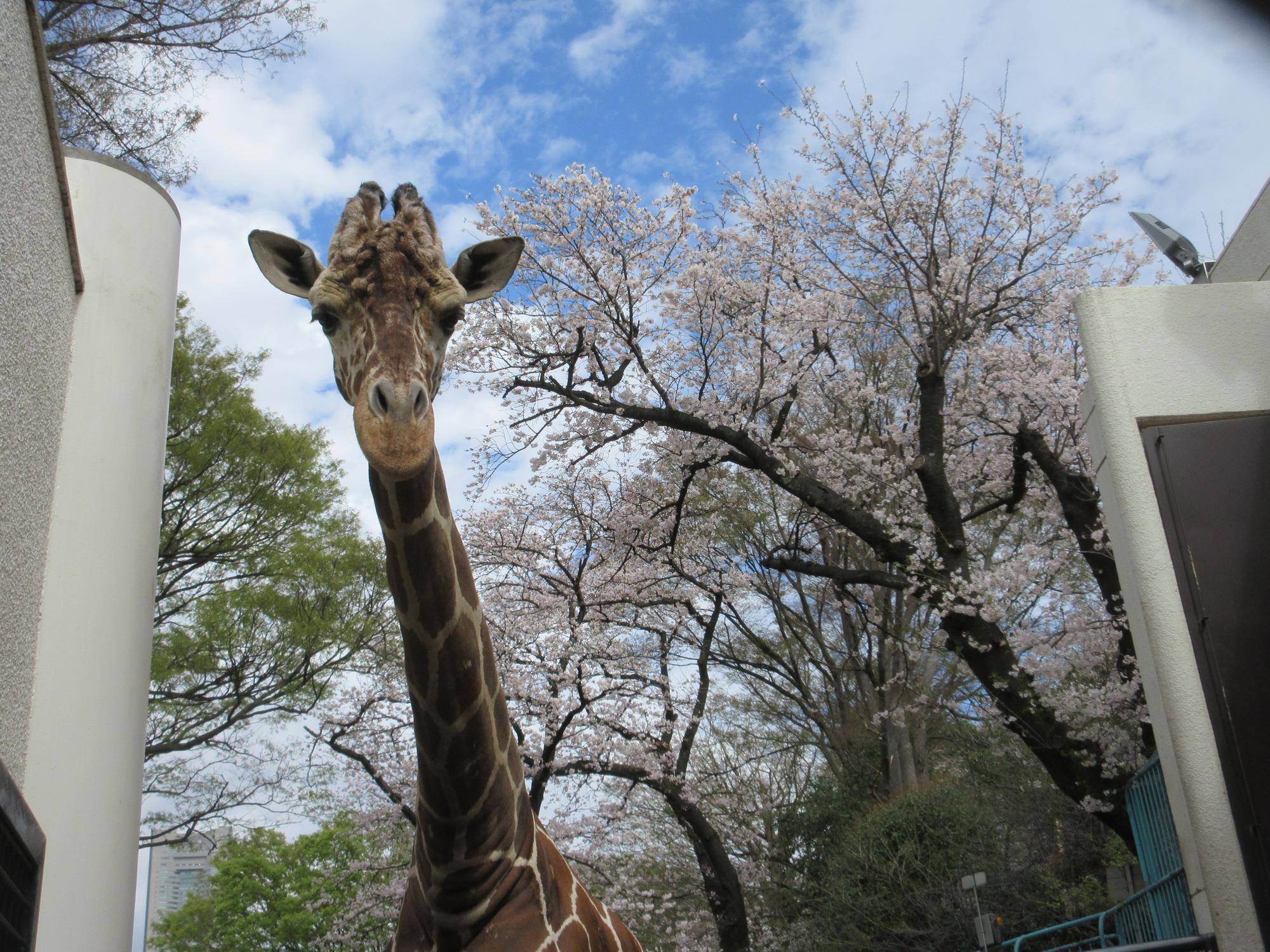 「しましま&あみあみ便り」サクラサク!の写真