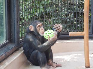 アニペア支援金で、エンリッチメント用品を購入させて頂きました!