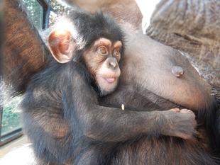 コハル(小春)の近況 <生後3ヶ月目・4ヶ月目編>