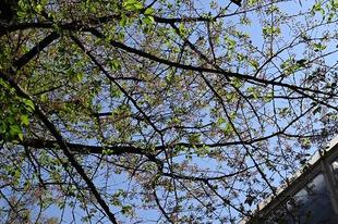 基準木は葉桜となりましたが・・・(2023年4月4日)