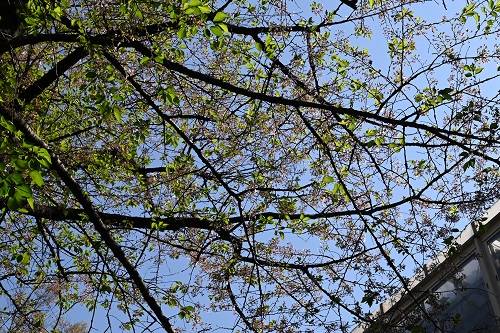 基準木は葉桜となりましたが・・・(2023年4月4日)の写真