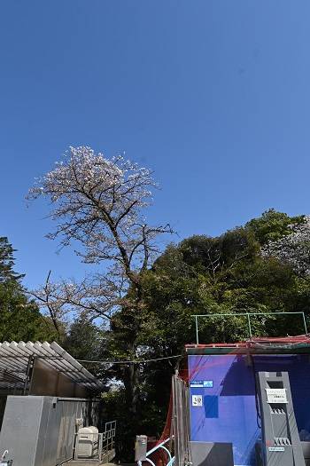 ペンギン裏桜0404.jpg