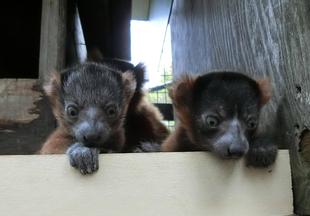 赤ちゃんが生まれました