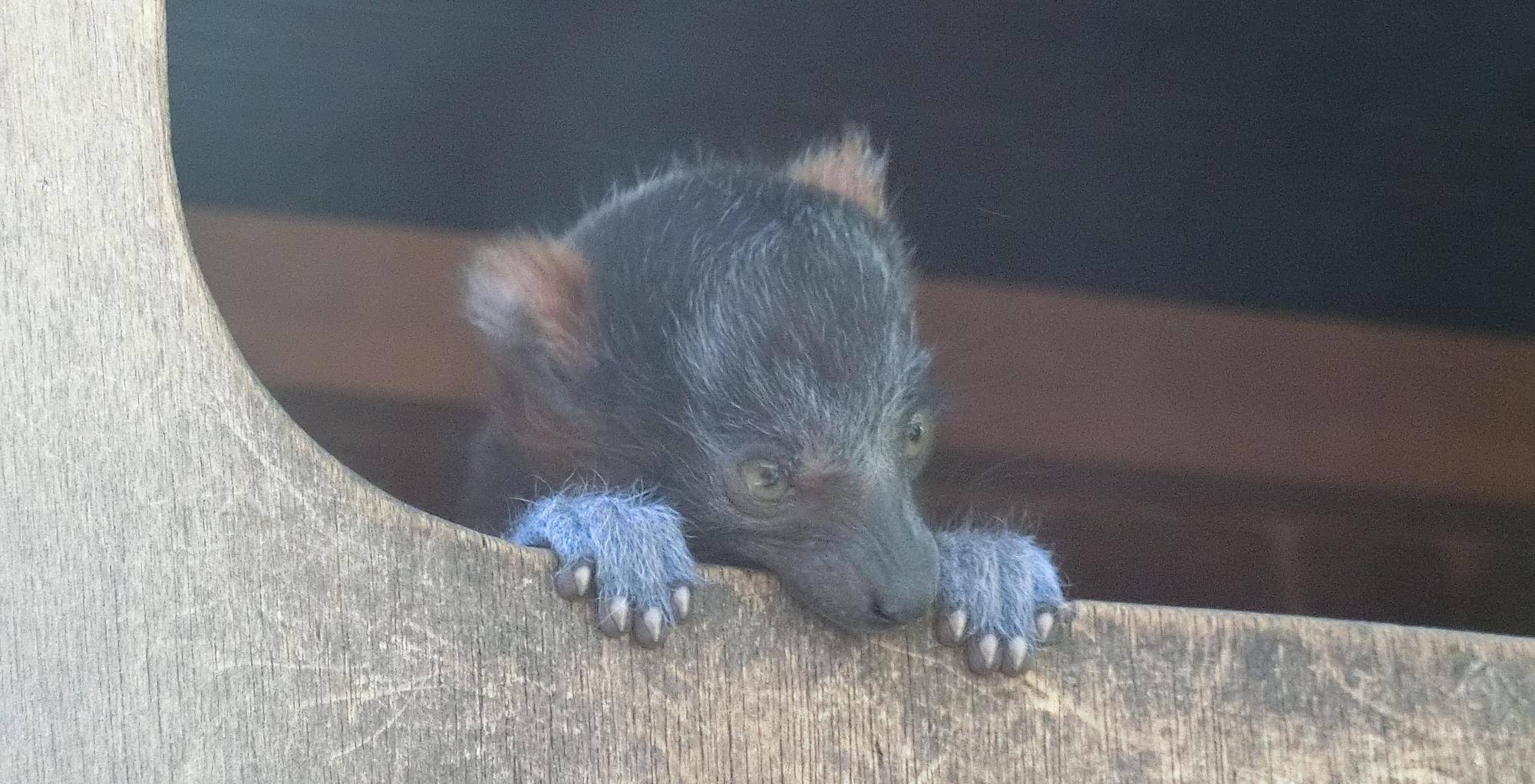 すくすくアカエリマキキツネザルの写真