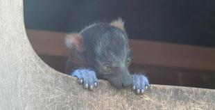 すくすくアカエリマキキツネザル