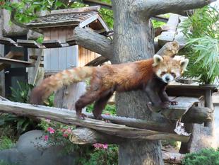 イチゴは換毛中