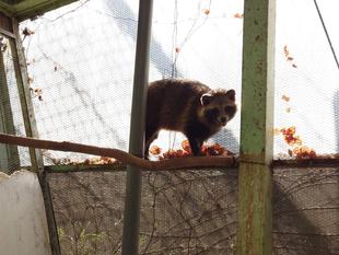 野生動物はたくましい 後編