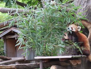 イチゴはタケノコが...