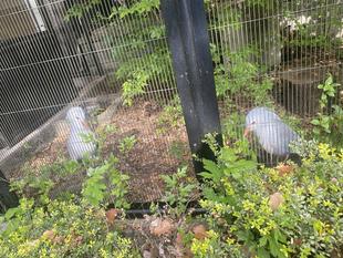 「カグーの新生活」