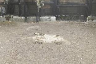 雨の日のミステリーサークル