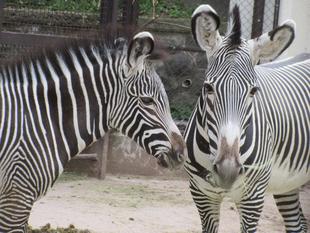 【しましま便り】「リアン」の変化