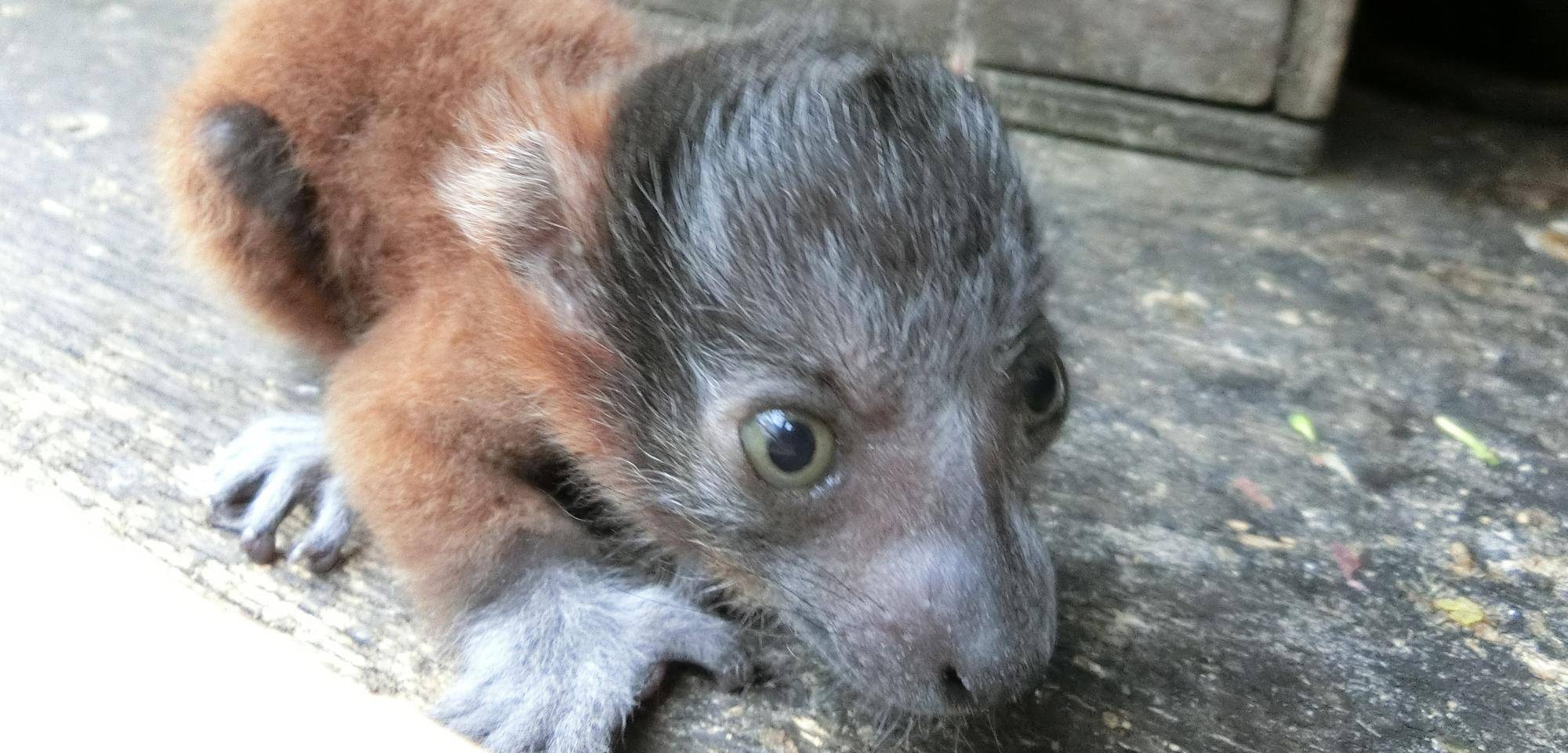アカエリマキキツネザルの赤ちゃんこぼれ話の写真
