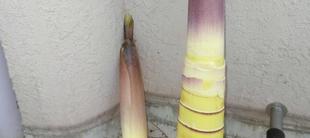 2023タケノコ祭り