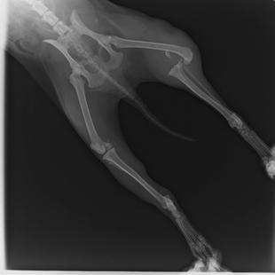 野生動物はたくましい 中編