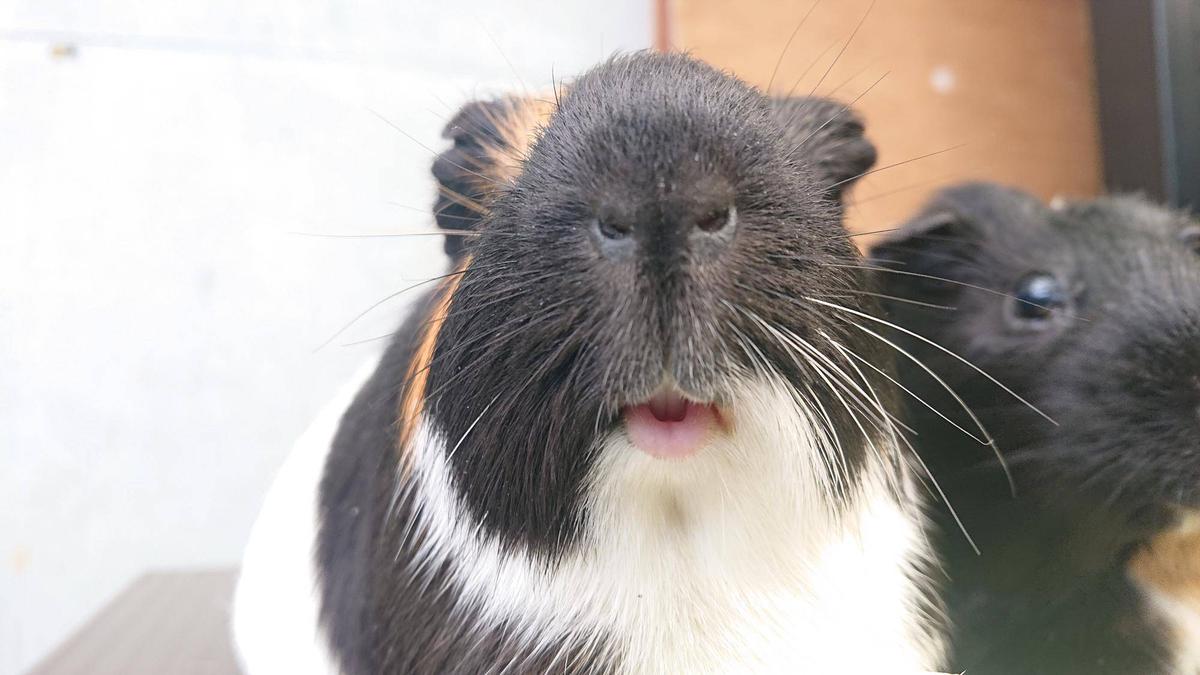 人面モルモットの逆襲 AZ-13 キャノリーモルガ: プラモデル｜コトブキヤオンラインショップ