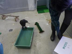 カワウのその後