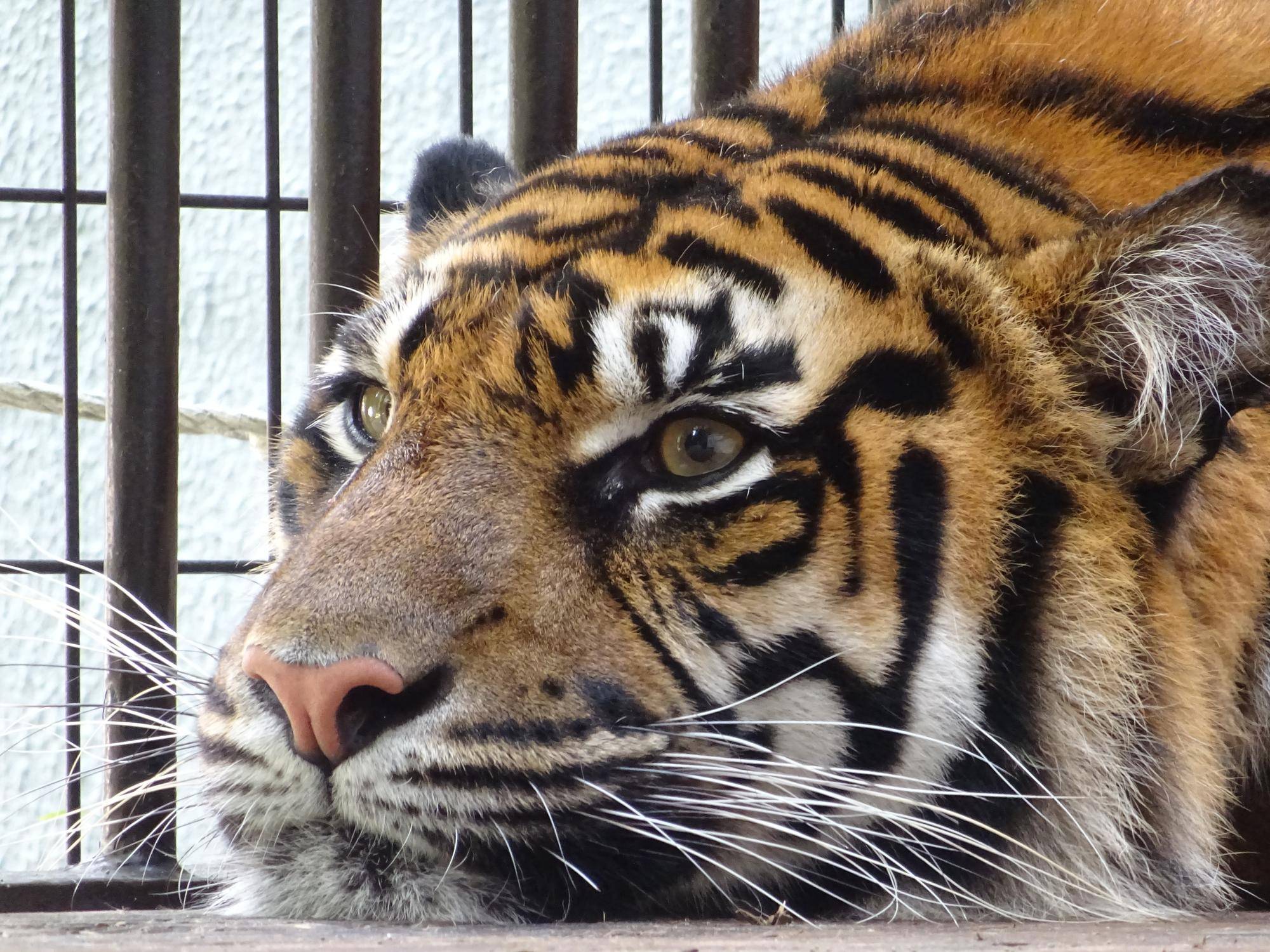 恩賜上野動物園にてスマトラトラのミンピが出産しました。の写真