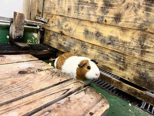 新入りモルモットたち、群れに合流!