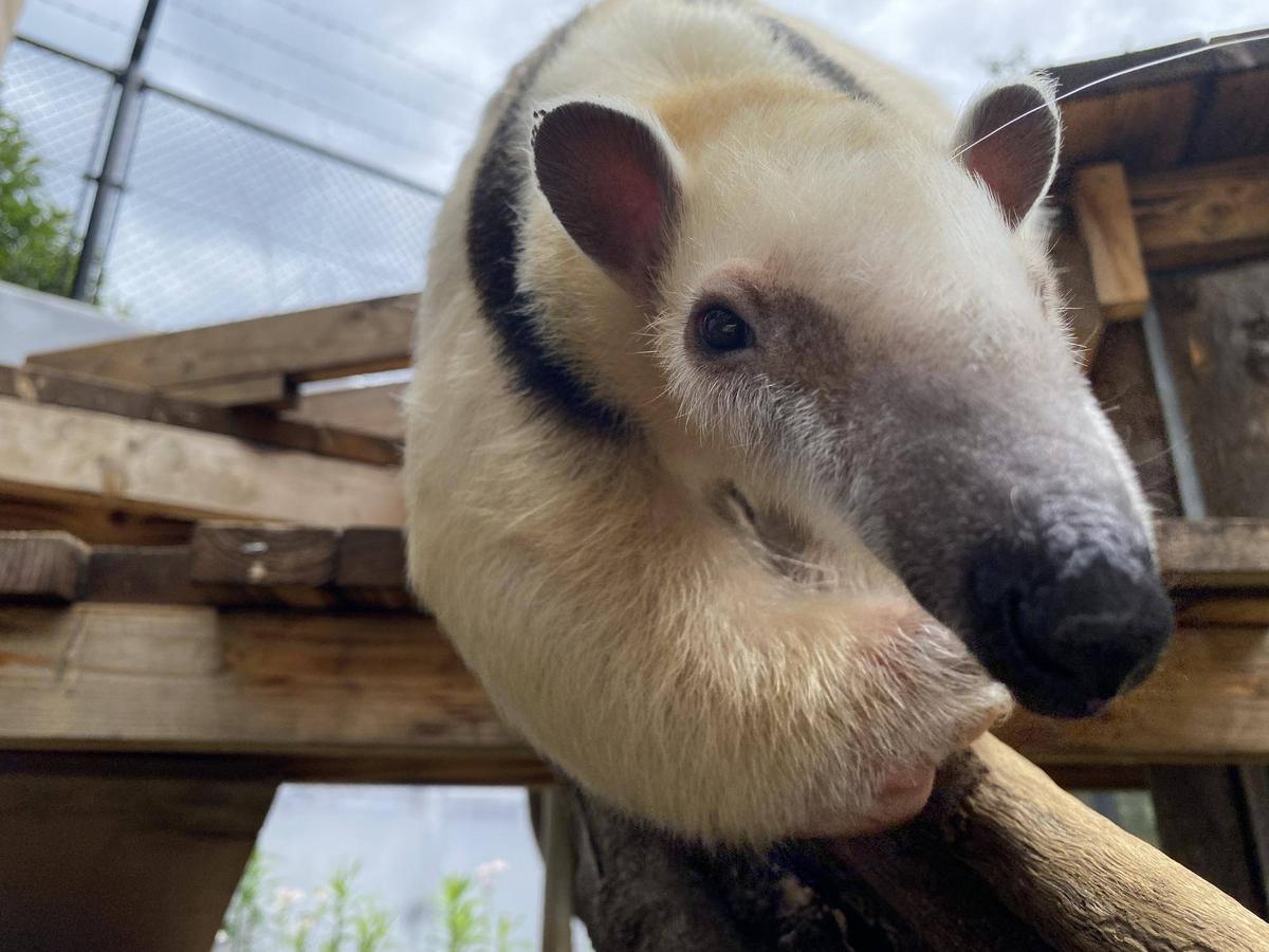 アン、アサヒよろしくね|｜ブログ|野毛山動物園公式サイト｜公益財団