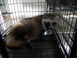 野生動物はたくましい 前編