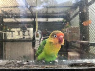 イロトリミドリ