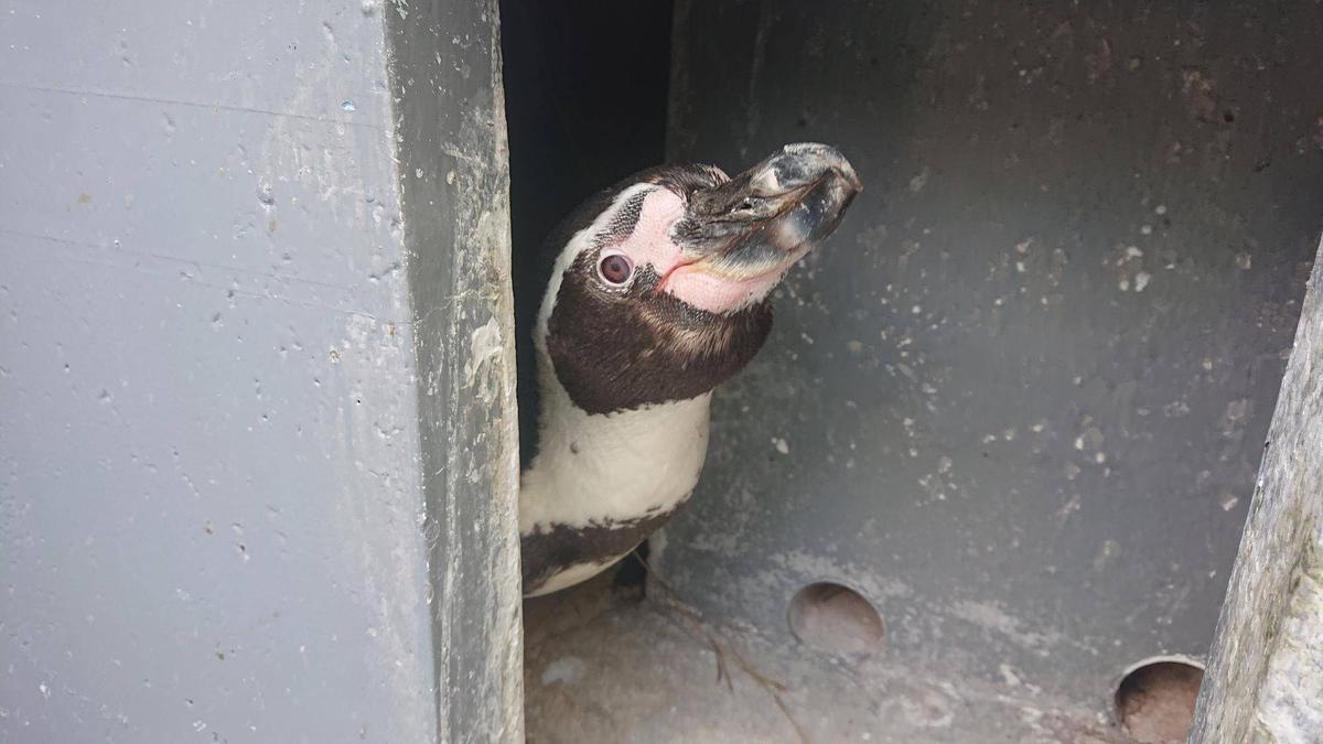ペンギンネコアアム追加写真確認用 ペンギンネコアアム追加写真確認用 ペンギンネコアアム追加写真確認用