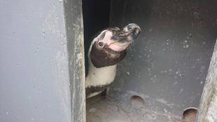 ペンギン達の見分け方