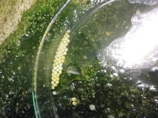 摩訶不思議な世界