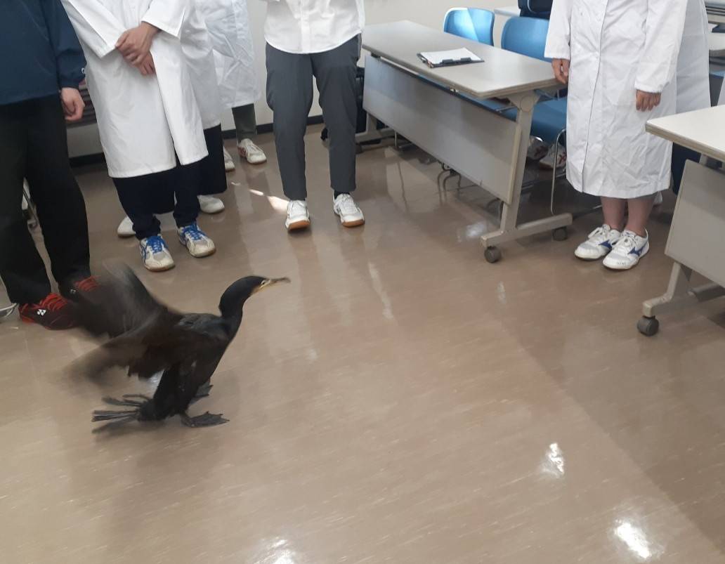 カワウ 大学での1コマの写真
