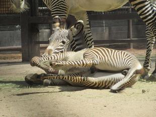 【しましま＆あみあみ便り】展示場に砂入れしました