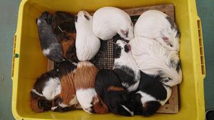 モルモットお名前紹介シリーズ⑪