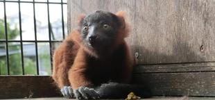 すくすくアカエリマキキツネザル～庭付き一戸建に引っ越してみました～