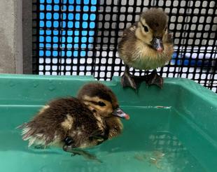 オシドリ今年も誕生⑥