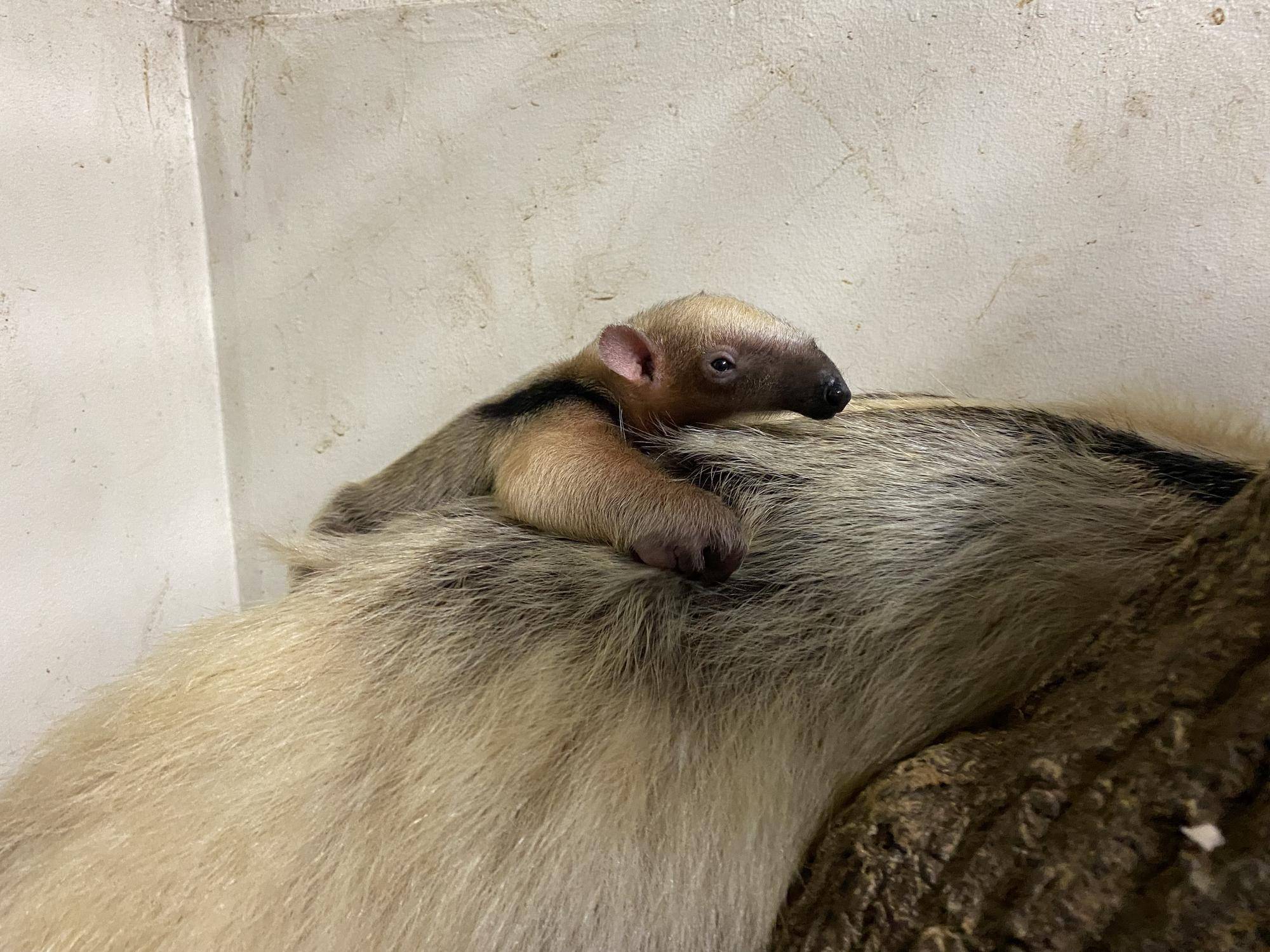 【祝】コアリクイの赤ちゃん、誕生!!の写真