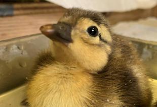 オシドリ今年も誕生④