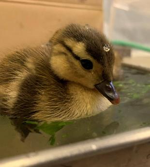 オシドリ今年も誕生⑤