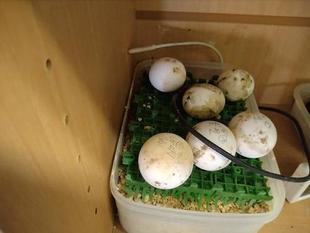 ホウシャガメが孵化しました その1