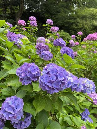 ブログデビュー