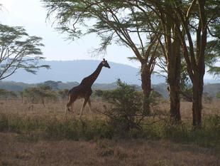 【あみあみ便り】世界キリンの日を迎えて