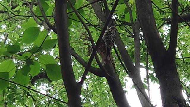 シマもようの鳥の写真