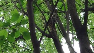 シマもようの鳥