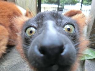 すくすくアカエリマキキツネザル  ～２頭の違い～