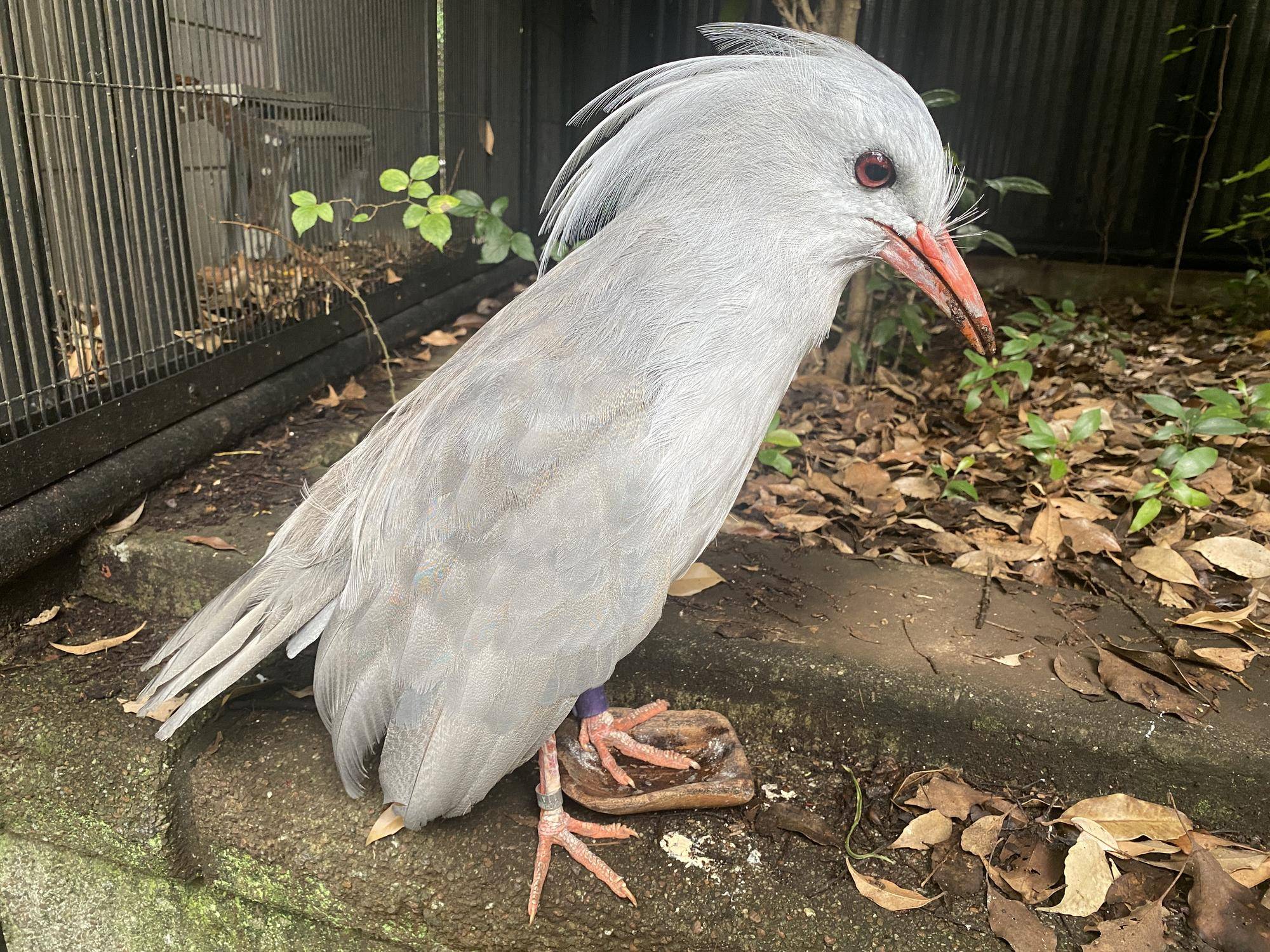 カグープロフィール~ムラリン~の写真