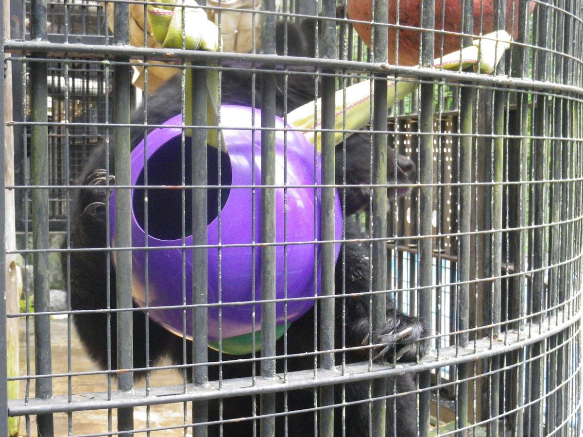もりもりコマチ|動物トピックス｜ブログ|野毛山動物園公式サイト｜公益
