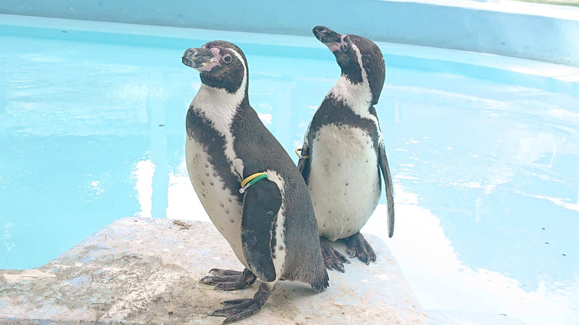 ペンギン紹介 ~ソラ・ライム編~の写真