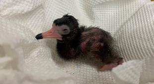 黒いとり誕生①