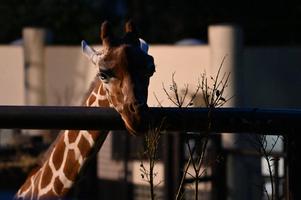 ナイトのげやま2023の画像