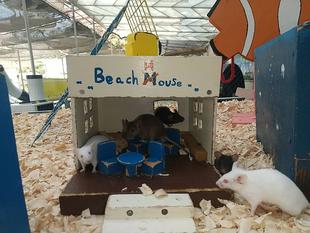 暑中（チュウ）お見舞い申し上げます！